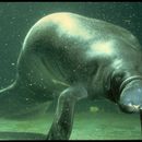 Image of manatee