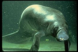 Image of American Manatee