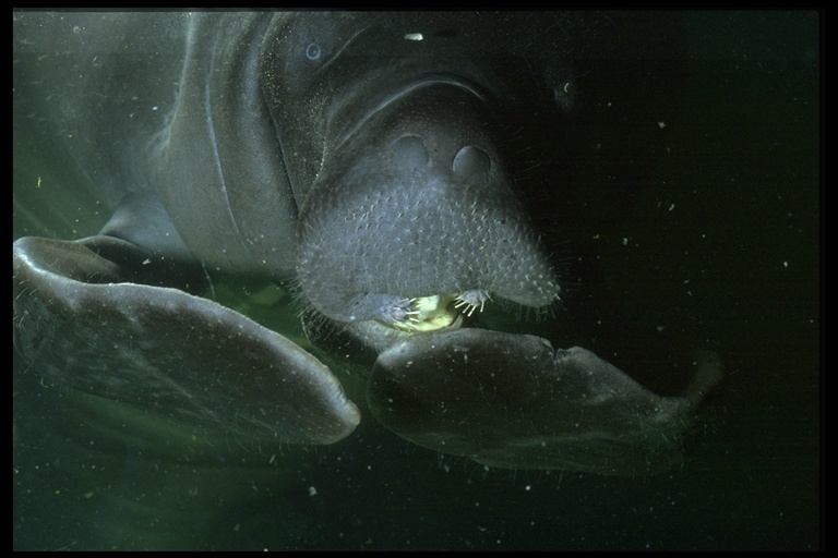 Image of American Manatee