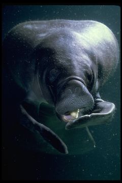 Image of American Manatee