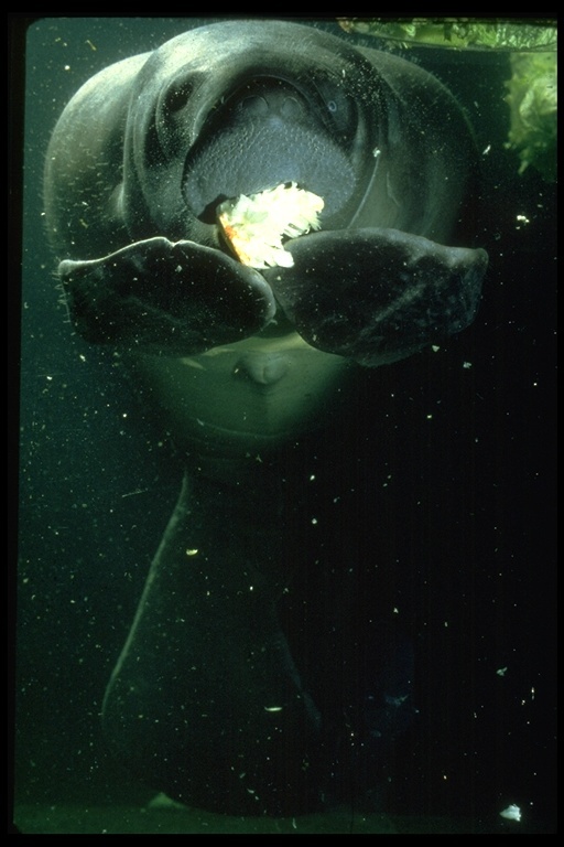 Image of American Manatee