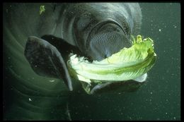 Image of American Manatee