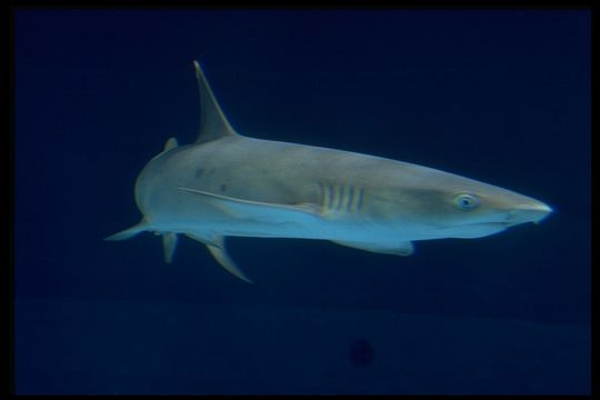 Image of Whitetip Reef Shark