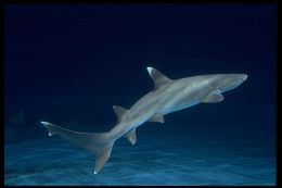 Image of Whitetip Reef Shark