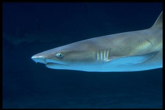 Image of Whitetip Reef Shark