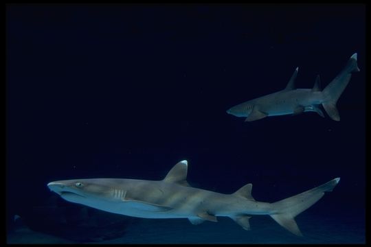 Image of Whitetip Reef Shark