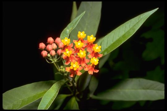 Asclepias curassavica L. resmi