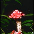 Image of <i>Celosia argentea</i> var. <i>cristata</i>