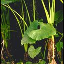 Imagem de Alocasia macrorrhizos (L.) G. Don