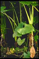 Image of giant taro