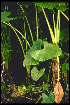 Alocasia macrorrhizos (L.) G. Don resmi