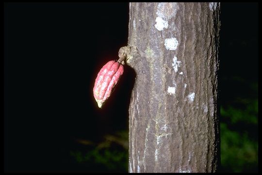 Image of cacao