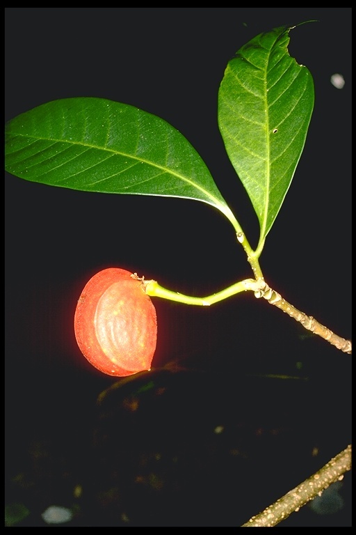 صورة Tabernaemontana macrocarpa Jack