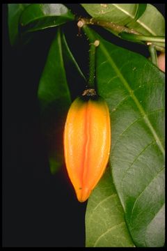 Image of carambola