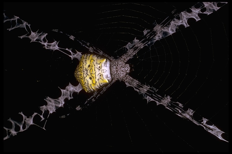 Image of Argiope