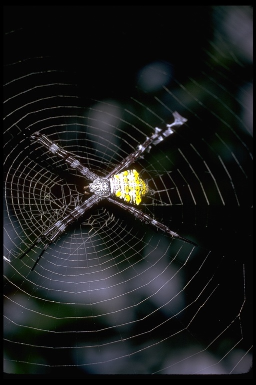 Imagem de Argiope