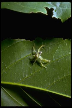 Image of jumping spiders