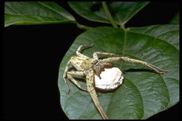 Image of spiders