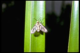 Image of moths and butterflies
