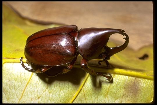 Image of Xylotrupes gideon (Linnaeus 1767)