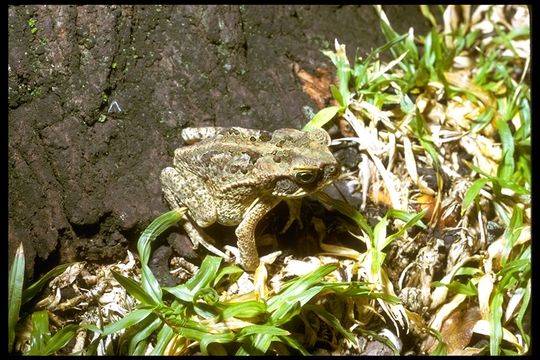 صورة Ingerophrynus philippinicus (Boulenger 1887)