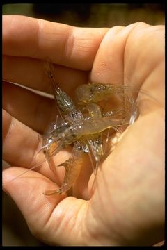 Image of decapods