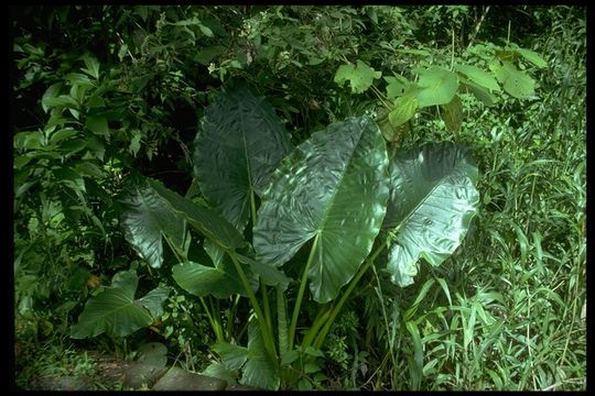 Imagem de Alocasia macrorrhizos (L.) G. Don