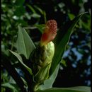 Imagem de Costus glaucus Maas