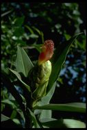 Imagem de Costus glaucus Maas