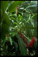 Imagem de Alpinia purpurata (Vieill.) K. Schum.