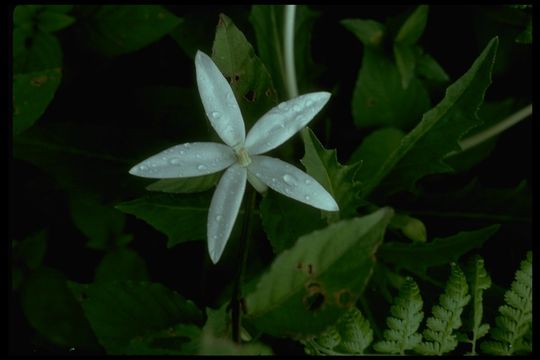 Image de Hippobroma longiflora (L.) G. Don