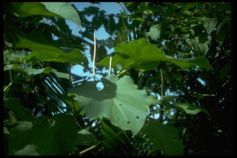 Image of Vera cruz pepper