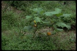 Image of naranjilla