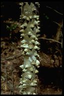 Image of Prickly-ash