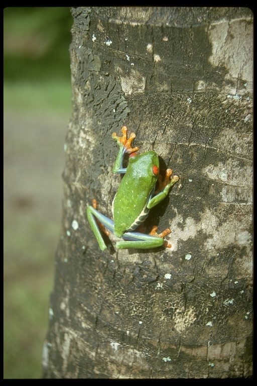 Image of Red-eyed Leaf frog