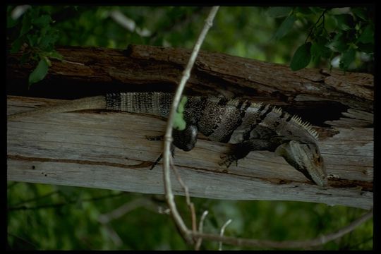 Image of Black Iguana