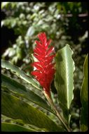 Imagem de Alpinia purpurata (Vieill.) K. Schum.