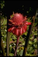 Image of torch-ginger