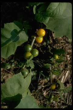 Image of naranjilla