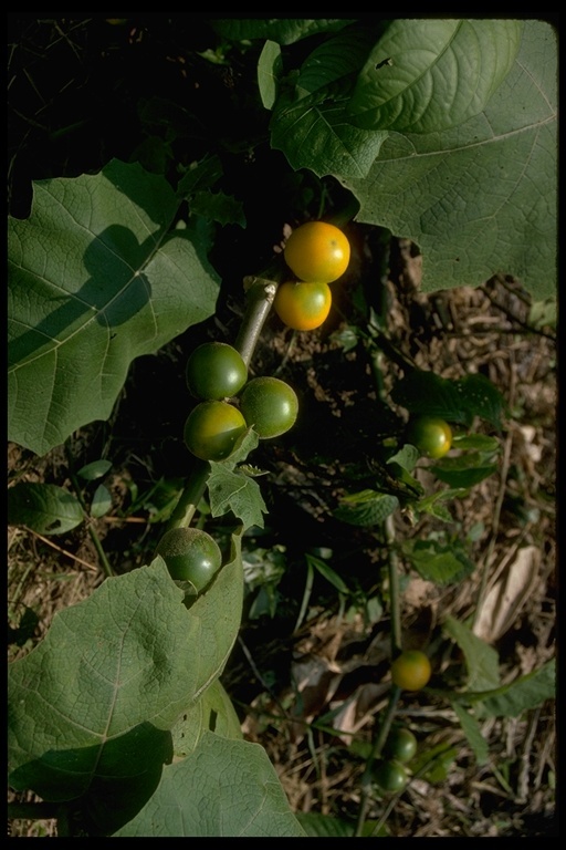 Image of naranjilla