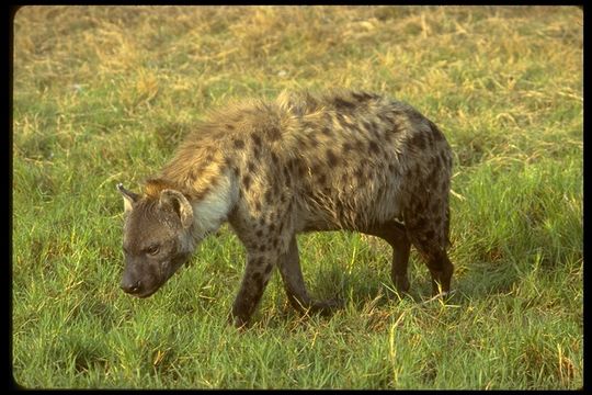 Image of Spotted Hyena