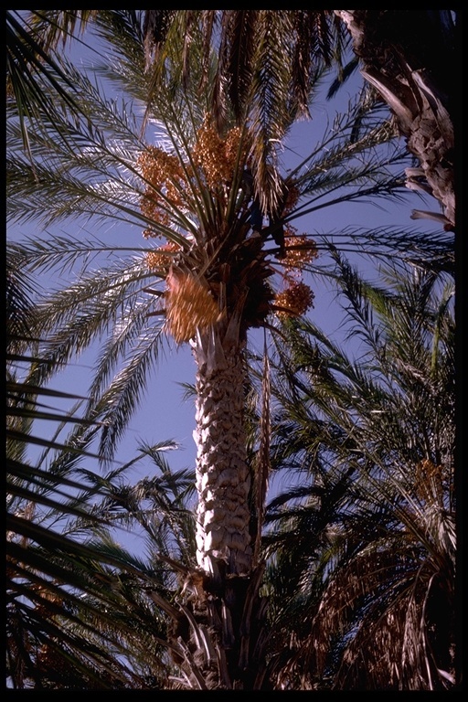 Image of date palm