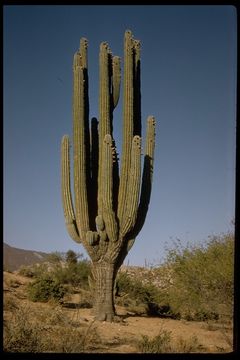 Image of Pachycereus pringlei (S. Watson) Britton & Rose