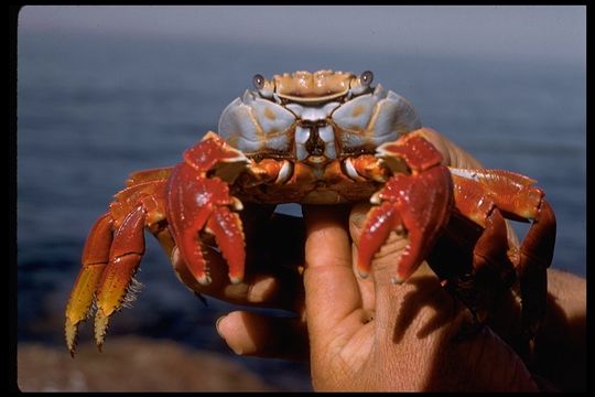 Image of Red Rock Crab