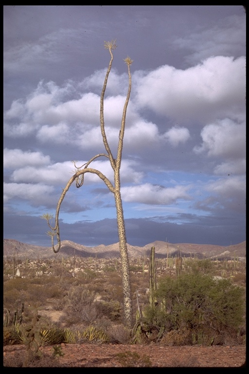 Image of boojum tree