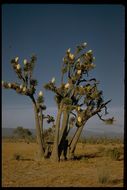 Image of Joshua tree