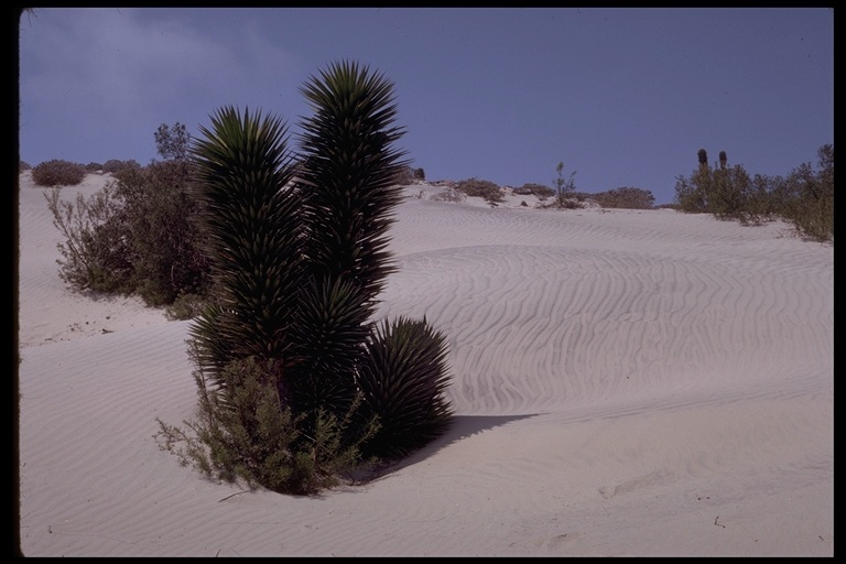 Image of Joshua tree