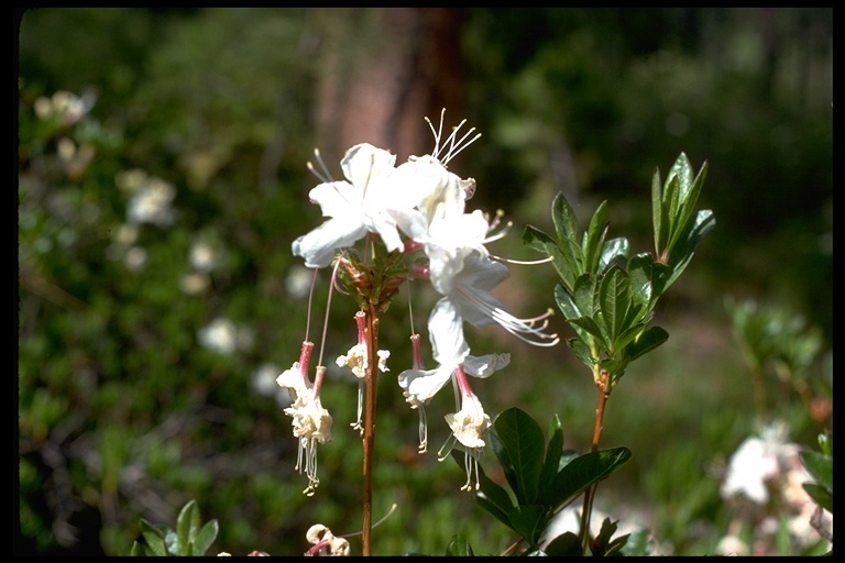 صورة Rhododendron occidentale (Torr. & Gray) A. Gray