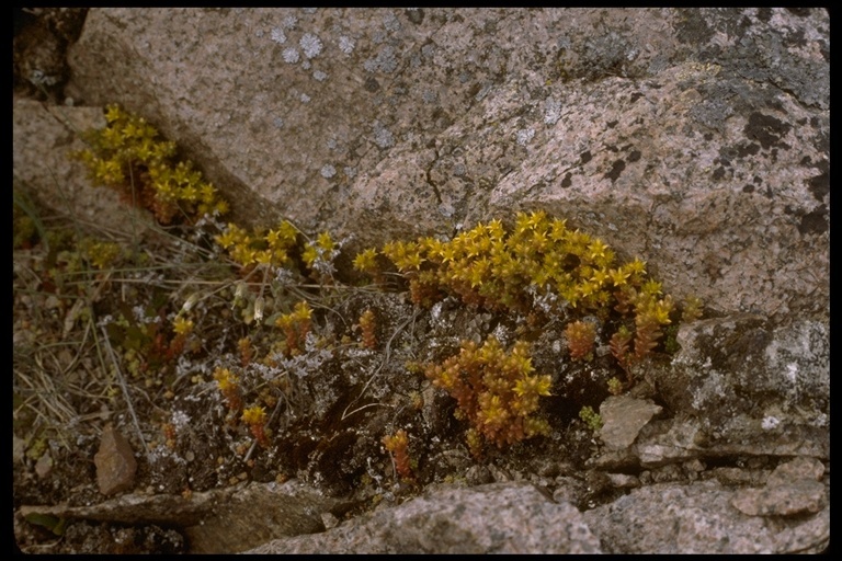 Imagem de Sedum annuum L.