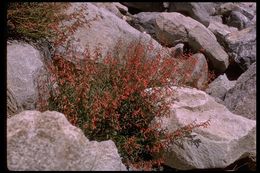 Image of Bridge penstemon